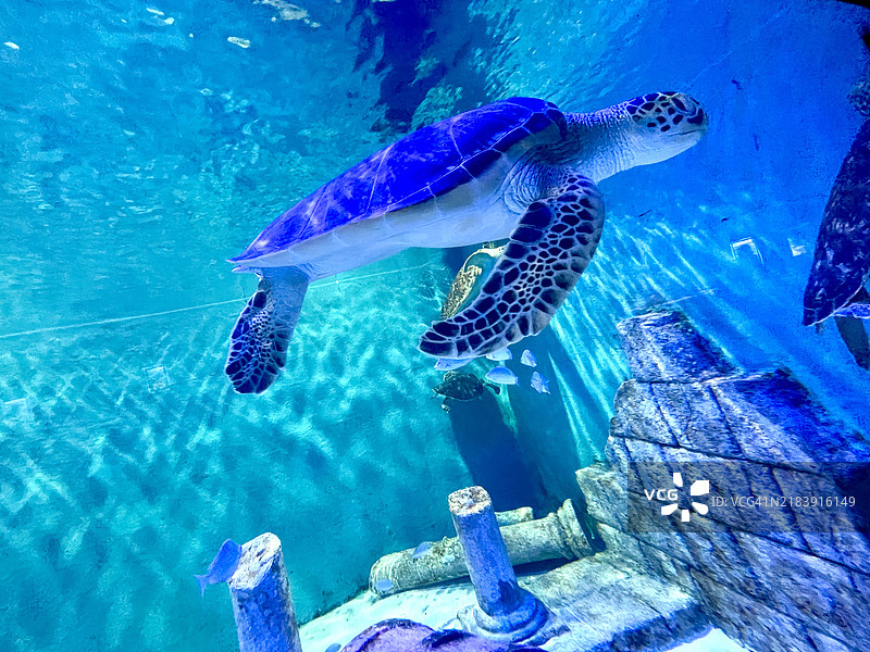 美丽的大海龟在水族馆里图片素材