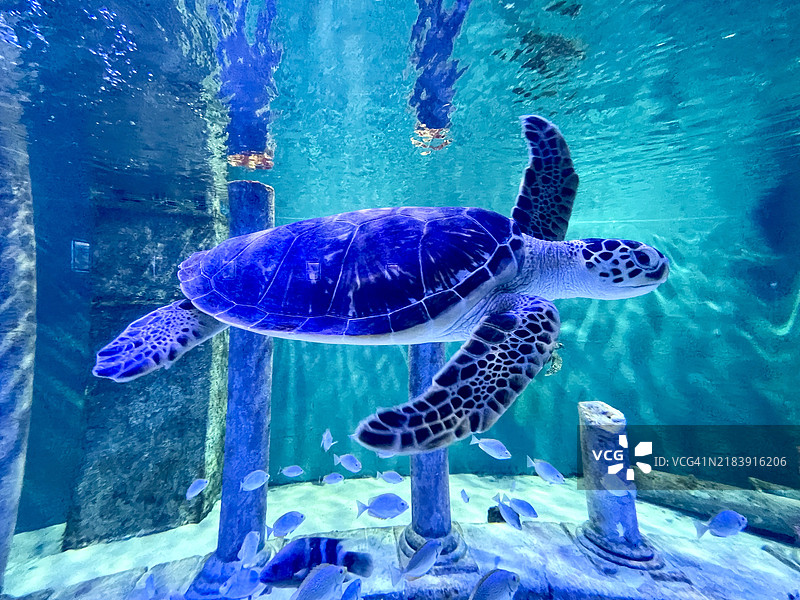美丽的大海龟在水族馆里图片素材