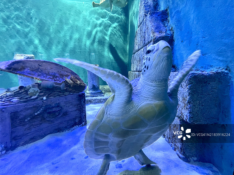 美丽的大海龟在水族馆里图片素材