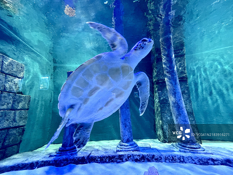 美丽的大海龟在水族馆里图片素材
