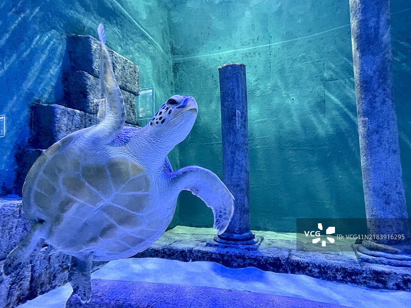 美丽的大海龟在水族馆里图片素材