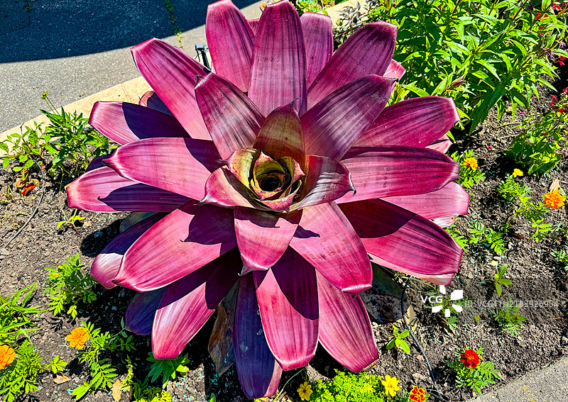 纳皮尔的紫色凤梨植物叶子图片素材