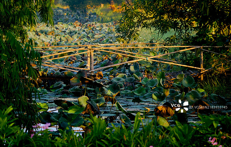 热带有机花园场景，晨光下的竹桥横跨大莲花池图片素材