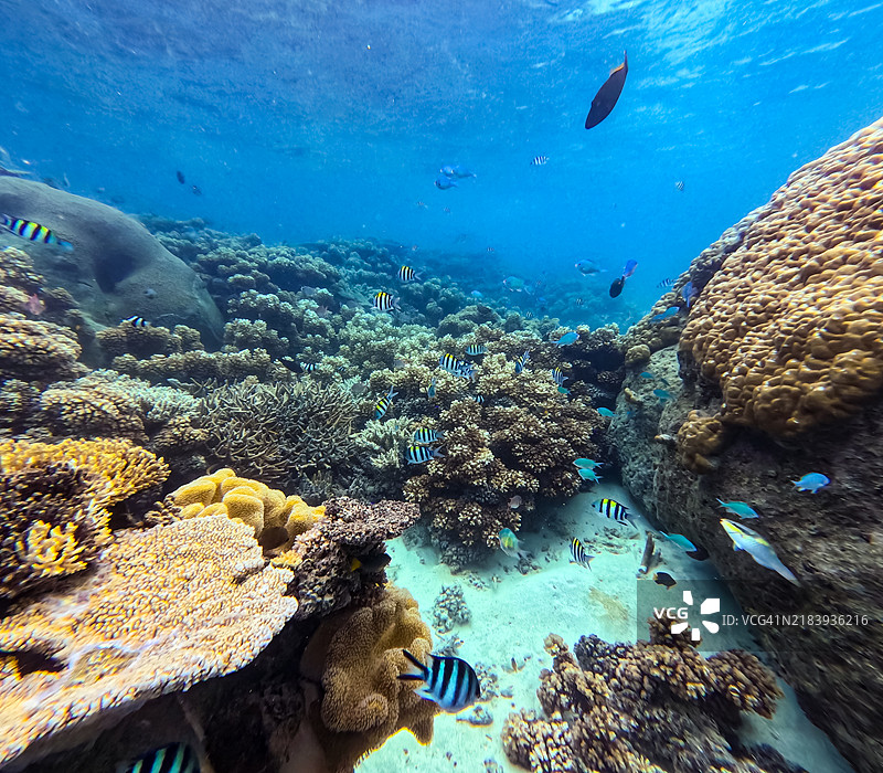 一群热带鱼，如蓝绿小丑鱼、军士小丑鱼、清洁鱼、六条纹小丑鱼和流浪蝴蝶鱼，栖息在枝状珊瑚森林中图片素材