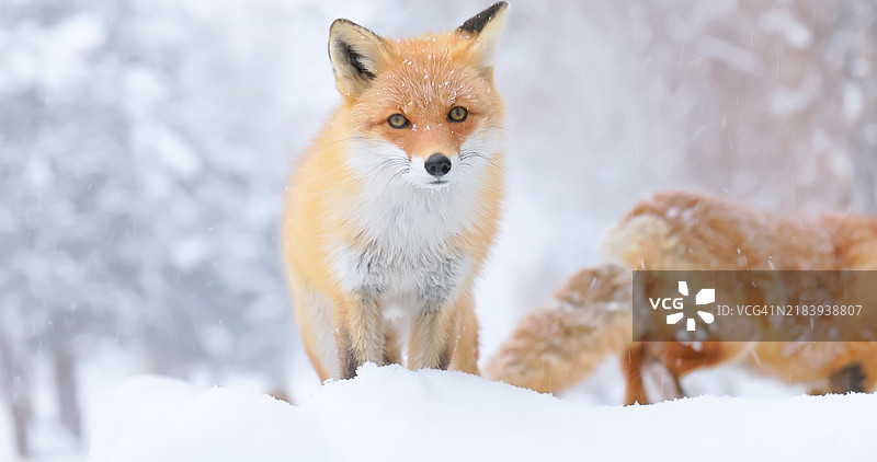 北海道的狐狸与雪图片素材
