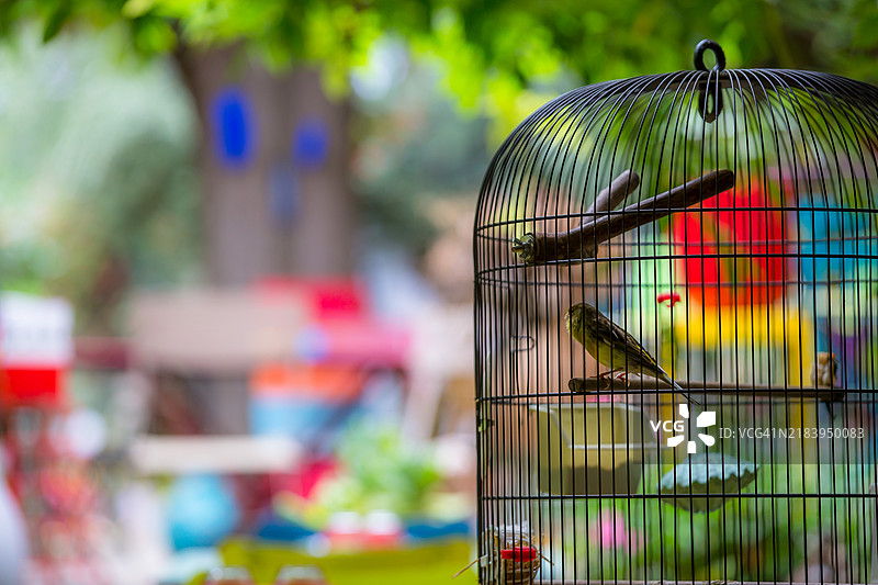 鸟笼里孤独的金丝雀，背景模糊的五彩色彩图片素材