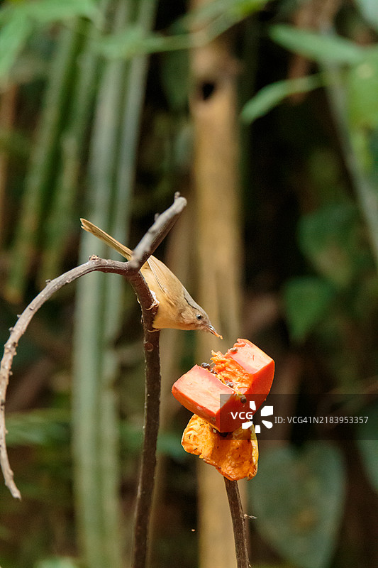 鸟儿在树上吃木瓜图片素材