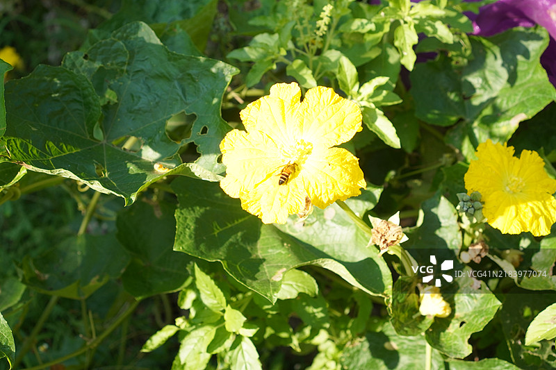 蜜蜂在西葫芦花上图片素材