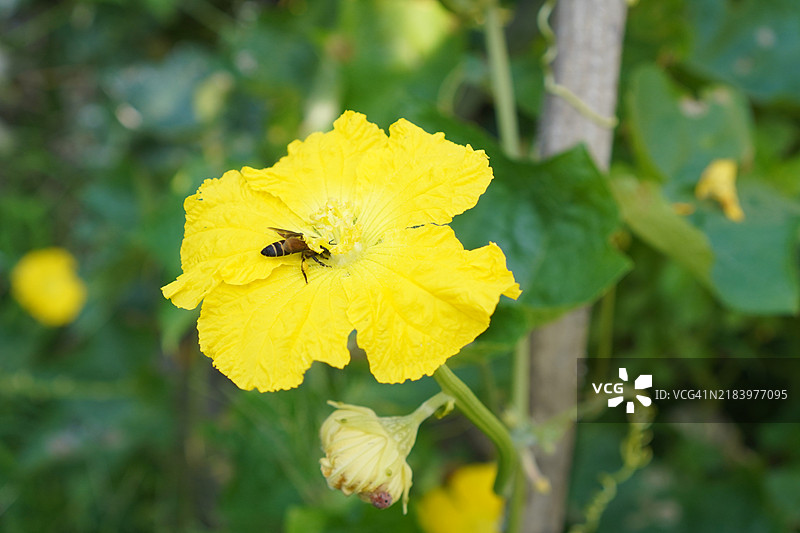 蜜蜂在西葫芦花上图片素材