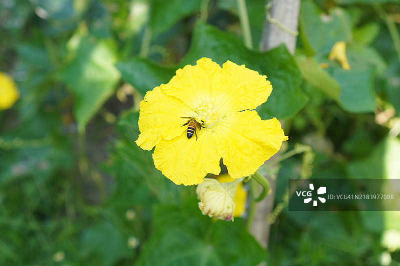 蜜蜂在西葫芦花上图片素材