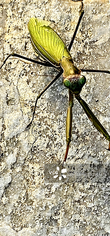 praying mantis  螳螂图片素材