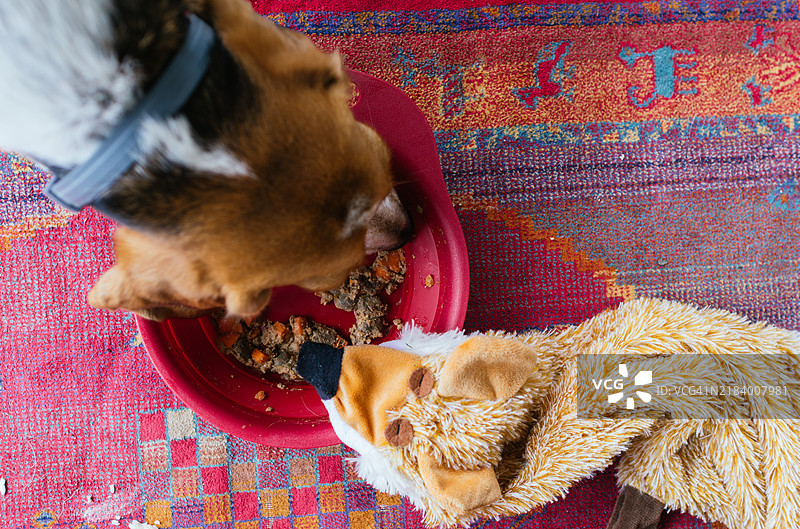 饥饿的比格犬在红色碗里吃东西。家庭中的服从训练和狗狗训练技巧。用填充玩具进行训练。健康狗粮的碗。图片素材