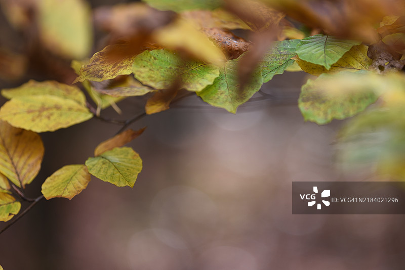 秋天的山毛榉树枝图片素材