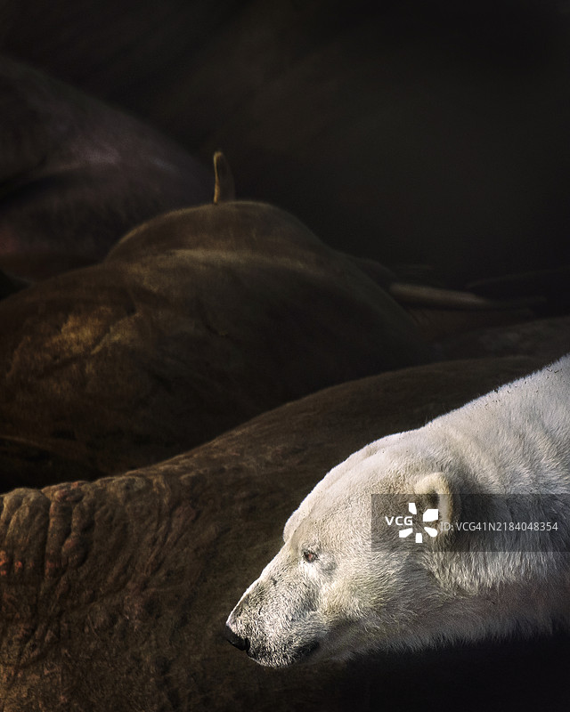 在斯瓦尔巴群岛，雄性北极熊在海象背景下行走图片素材