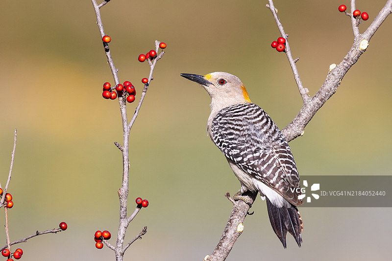 金额前啄木鸟图片素材