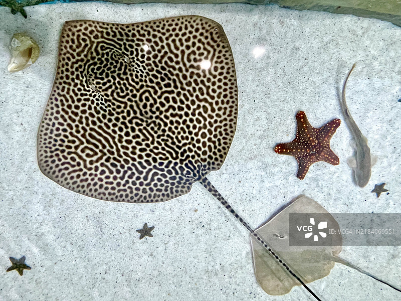 黄貂鱼和海星图片素材