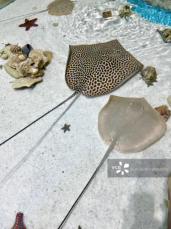 黄貂鱼和海星图片素材