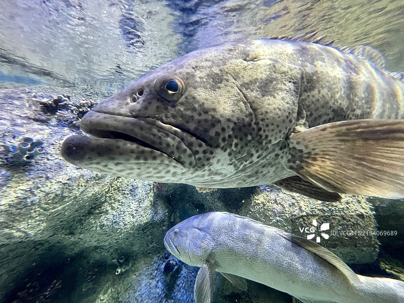 美丽的鱼在水族箱中图片素材