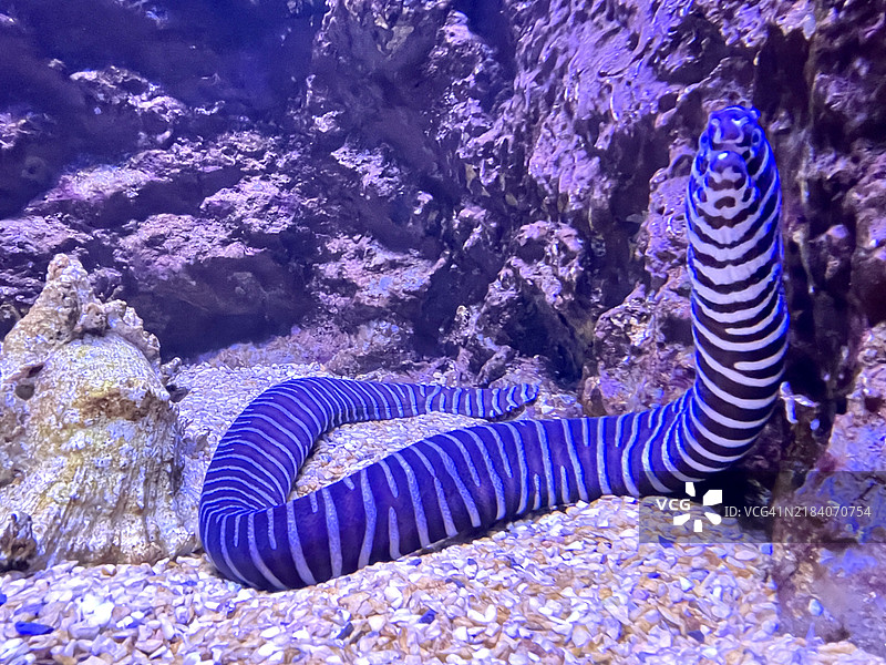 蛇头鱼图片素材