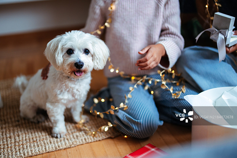 快乐的节日场景，狗狗与节日灯饰图片素材
