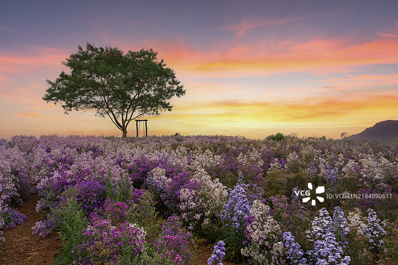 美丽的乡村风景，日出时分开放的草地上盛开着粉色花朵，春天的田野里。野花在日落时分绽放，夏季景色。图片素材