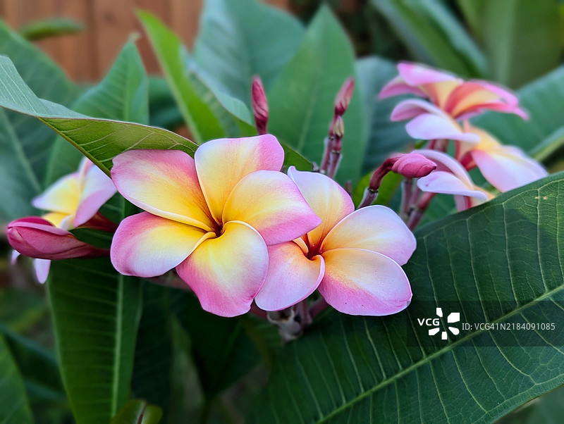 缅栀子图片素材