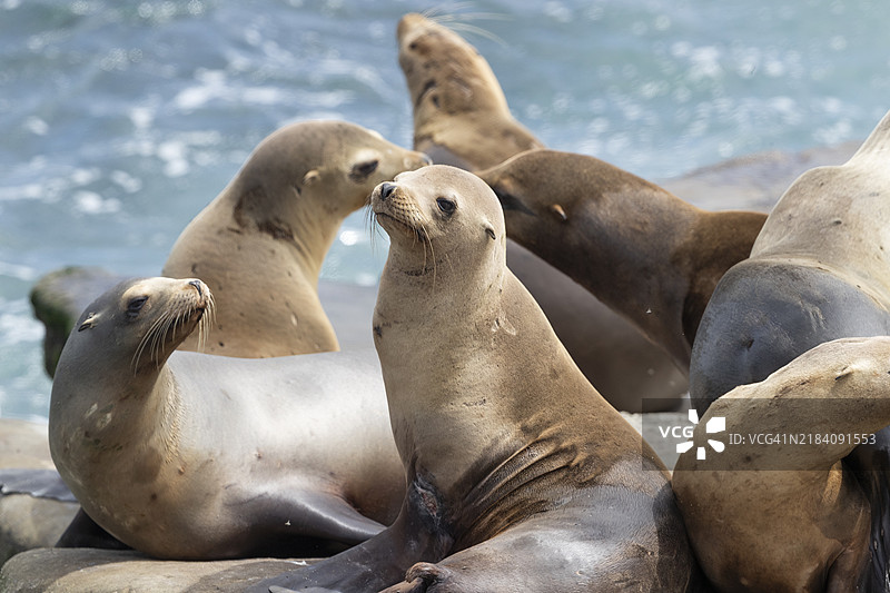 海狮群落图片素材