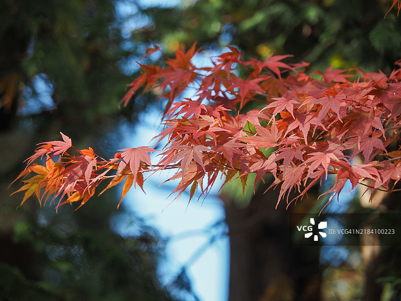 日本枫树图片素材