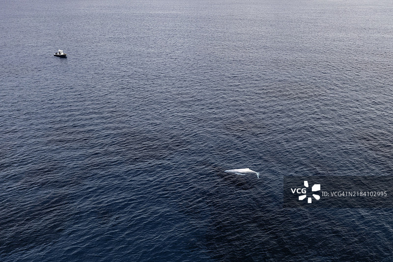 稀有的白化座头鲸幼崽在水面上呼吸，鲸鱼观赏船正靠近的鸟瞰图。图片素材