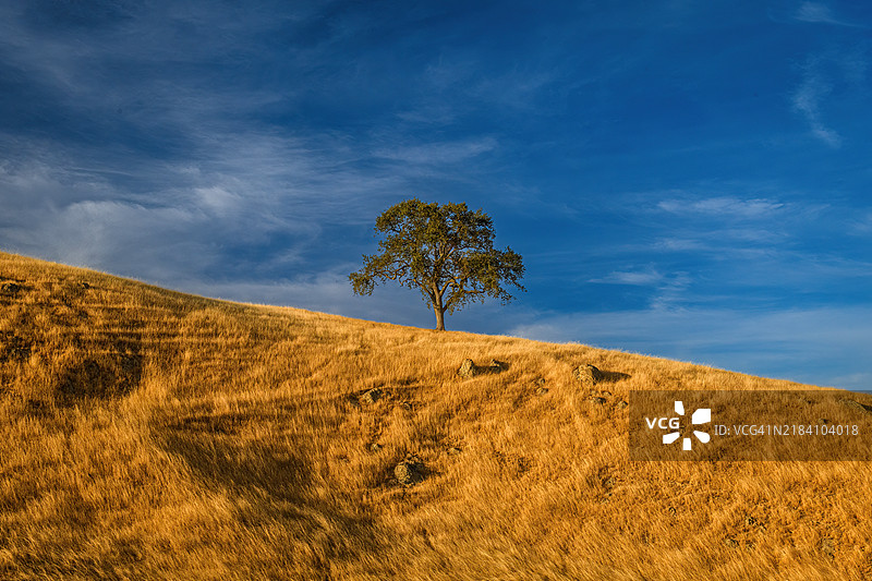 塞拉维斯塔开放空间保护区的橡树图片素材