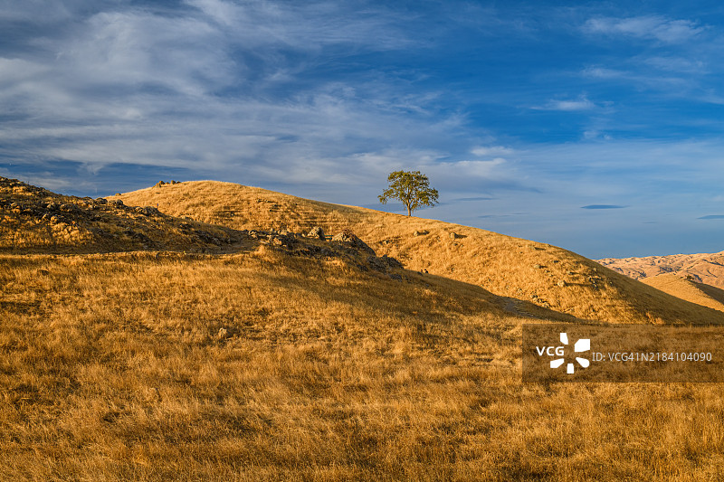 塞拉维斯塔开放空间保护区的橡树图片素材