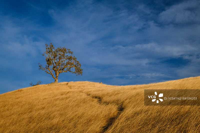 塞拉维斯塔开放空间保护区的橡树图片素材
