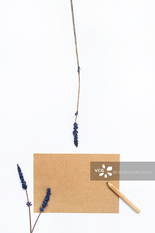 白色背景上，纸板上盛开的永生花茎的俯视图图片素材