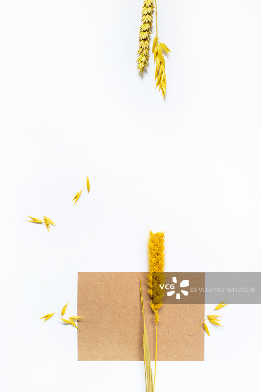 白色背景上，纸板上盛开的永生花茎的俯视图图片素材