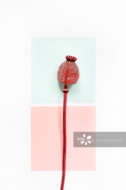 从上方俯视盛开的永生花茎，背景为柔和的白色。图片素材