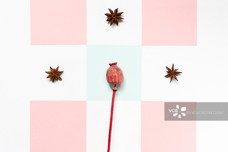 从上方俯视盛开的常青罂粟花茎，背景为柔和的粉色。图片素材