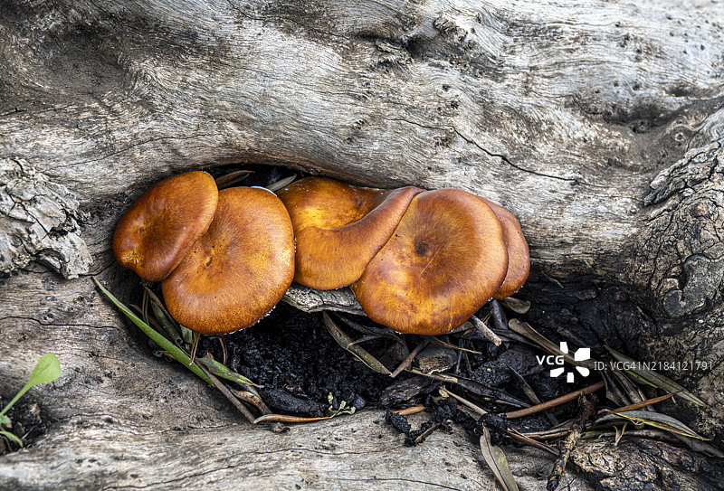 橄榄树树干的空洞中长出的野生蘑菇。图片素材