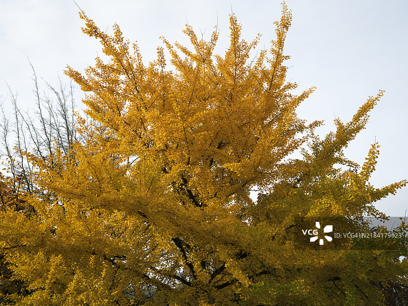秋天的银杏树高处和低角度视图图片素材
