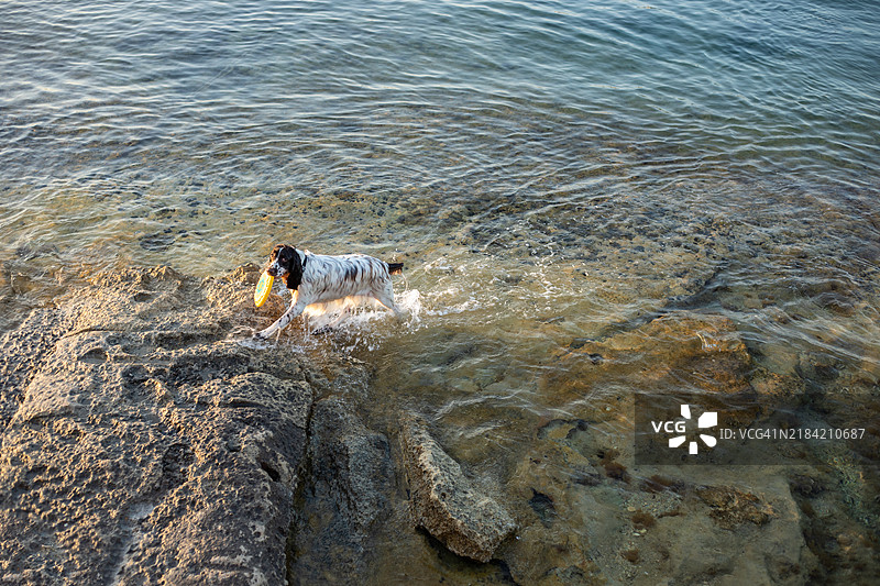 一只英式春犬正在水中奔跑，嘴里叼着一个飞盘。这张图片非常适合宠物、夏天和乐趣的主题。图片素材