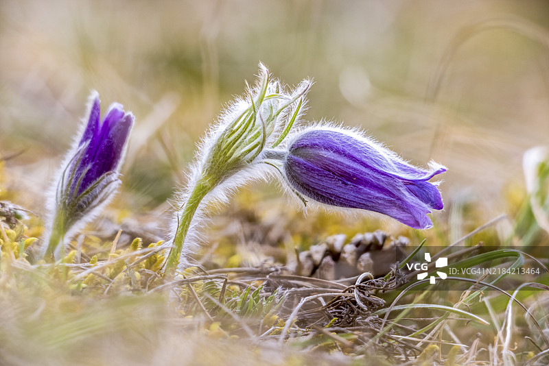 紫色的报春花(Pulsatilla vulgaris)生长在森林地面,周围环绕着苔藓和针叶,温暖的春季氛围,德国巴登-符腾堡州恩根的瓦瑟堡谷。图片素材