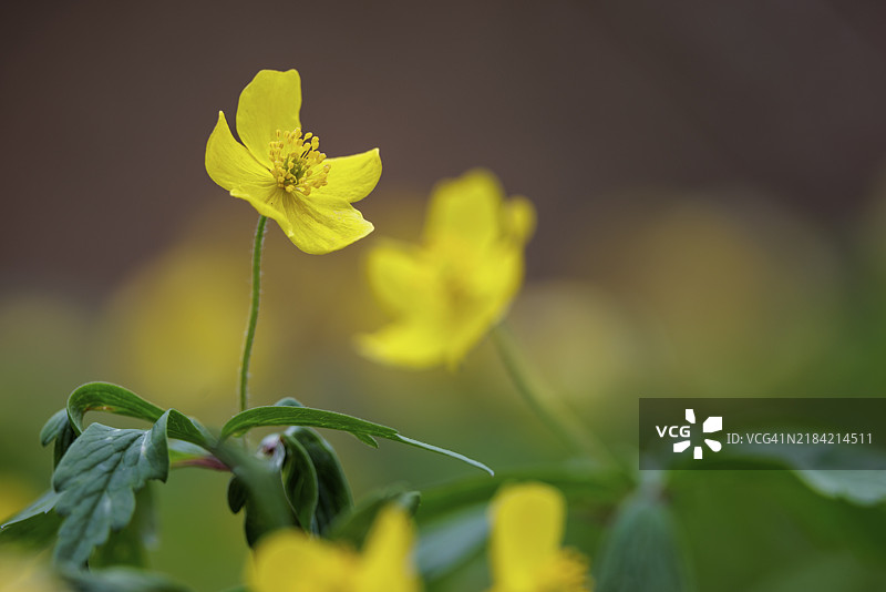 黄花银莲花(Anemone ranunculoides)的特写照片,背景为模糊的风景,德国巴登-符腾堡州恩根的瓦瑟堡谷。图片素材