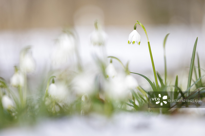 春雪花(Leucojum vernum)从稍微融化的雪中冒出,周围模糊,德国巴登-符腾堡州恩根的瓦瑟堡谷。图片素材