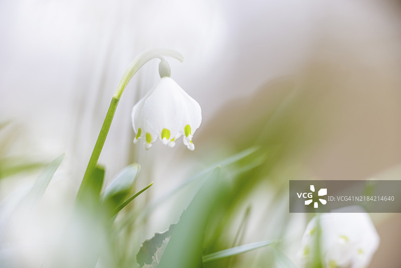 单朵白色春季水仙(Leucojum vernum)在模糊柔和的环境中,德国巴登-符腾堡州恩根的瓦瑟堡谷。图片素材