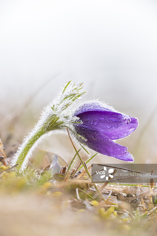 一朵含羞草(Pulsatilla vulgaris)的特写,草上沾满露珠,宁静而清新,德国巴登-符腾堡州恩根的瓦瑟堡谷。图片素材