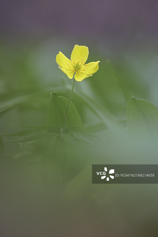 单朵黄色银莲花(Anemone ranunculoides)的特写,周围有柔和的模糊效果,德国巴登-符腾堡州恩根的瓦瑟堡谷。图片素材