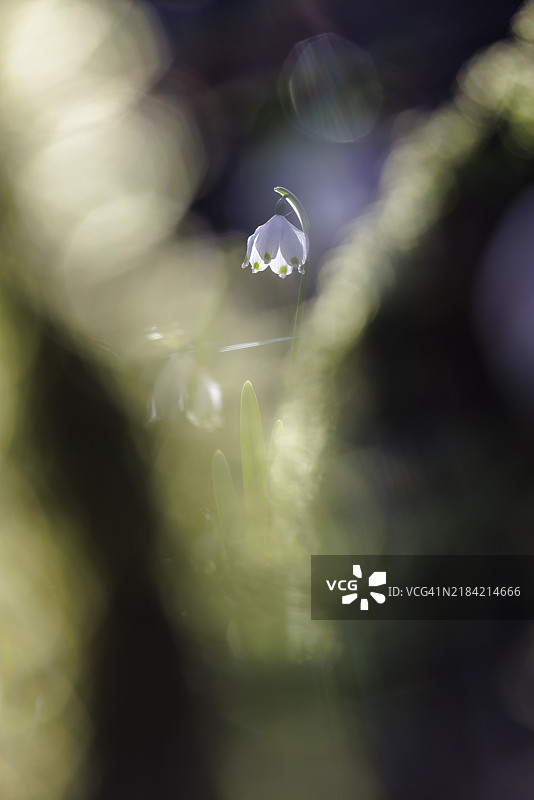 春雪花(Leucojum vernum)聚焦,周围模糊,德国巴登-符腾堡州恩根的瓦瑟堡谷,欧洲图片素材