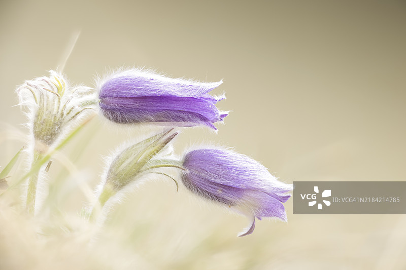 两朵紫色的报春花(Pulsatilla vulgaris)在柔和的光线中,背景模糊柔和,位于德国巴登-符腾堡州的瓦瑟堡谷,欧洲。图片素材