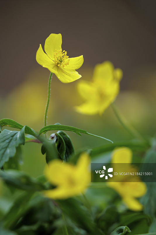 黄色银莲花(Anemone ranunculoides)在模糊的自然背景前的竖直图像,德国巴登-符腾堡州恩根的瓦瑟堡谷。图片素材