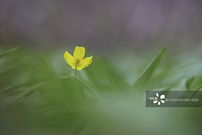 单朵黄色银莲花(Anemone ranunculoides)在绿色叶子和模糊背景中显得格外突出,德国巴登-符腾堡州恩根的瓦瑟堡谷。图片素材