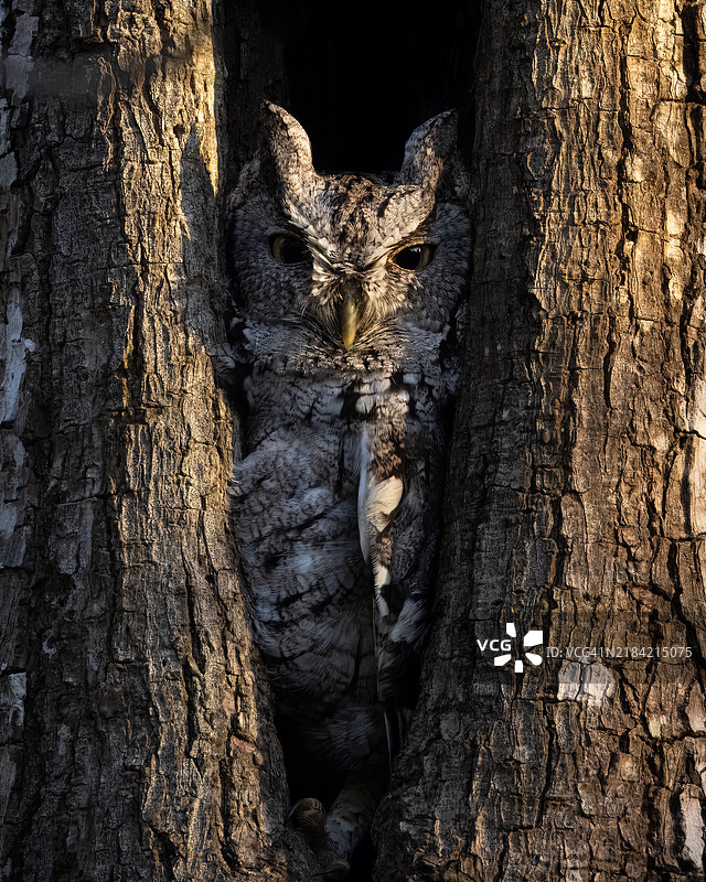 东方鸣鸮图片素材